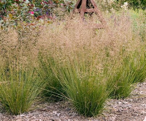 oregon native grasses