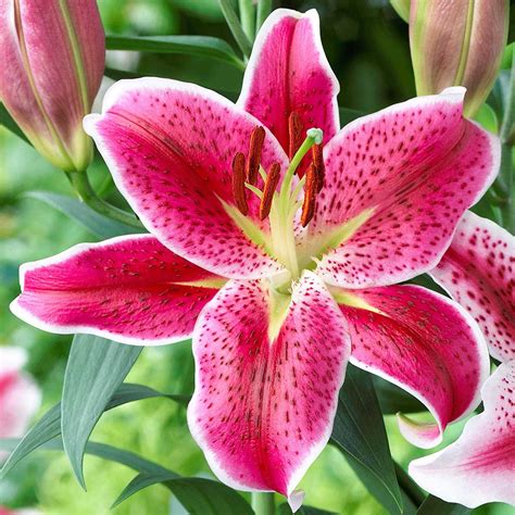 oriental lily foliage