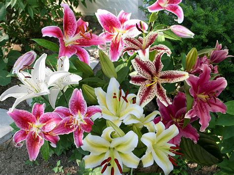 oriental lily plant