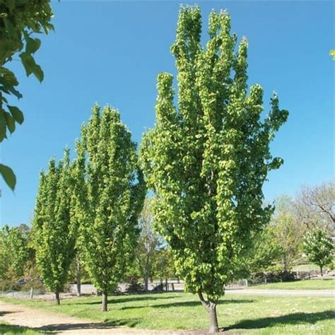 oriental pear tree