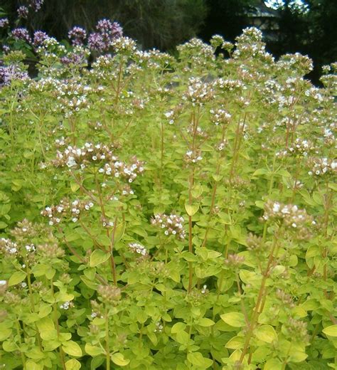 origanum vulgare aureum