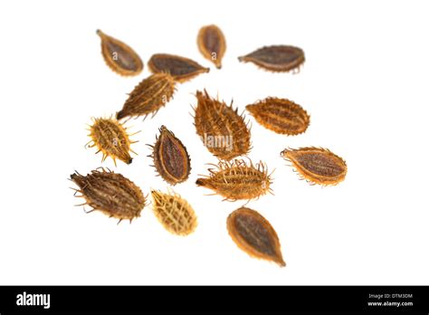 orlaya seeds