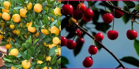 ornamental fruit trees