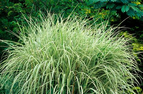 ornamental grass privacy