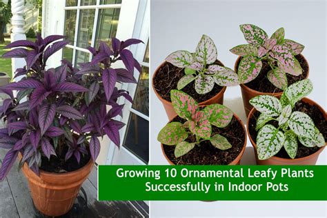 ornamental leafy plants