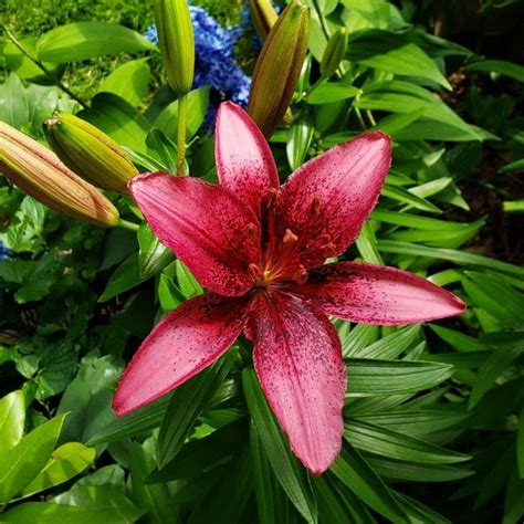 ornamental lily