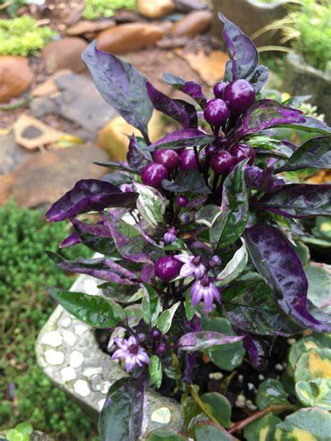 ornamental pepper purple flash