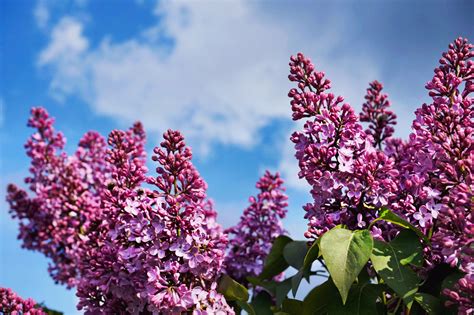 ornamental shrubs