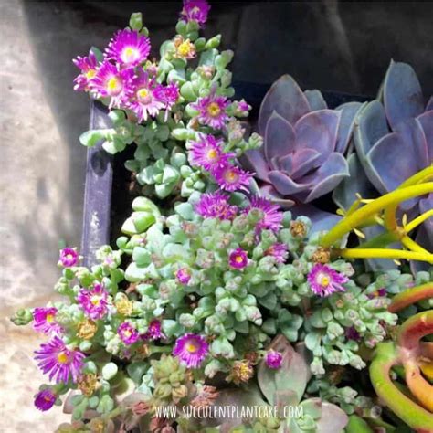 oscularia deltoides care
