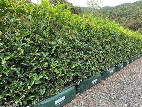 osmanthus hedge