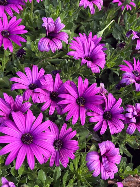 osteospermum purple