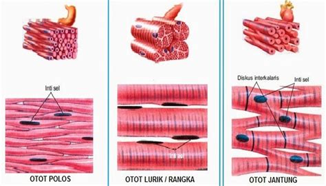 otot lurik