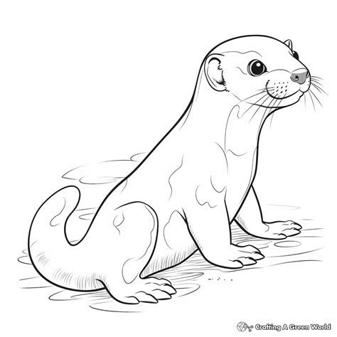 otter colouring pages