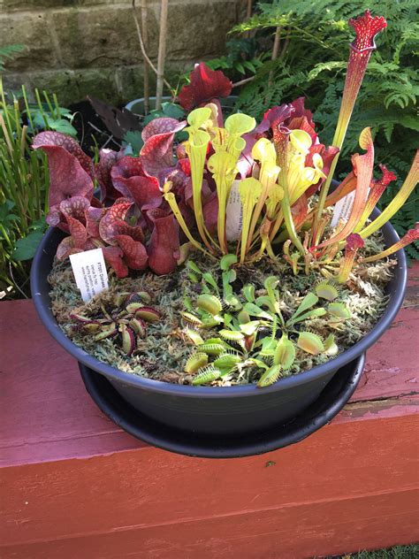 outdoor carnivorous gardens