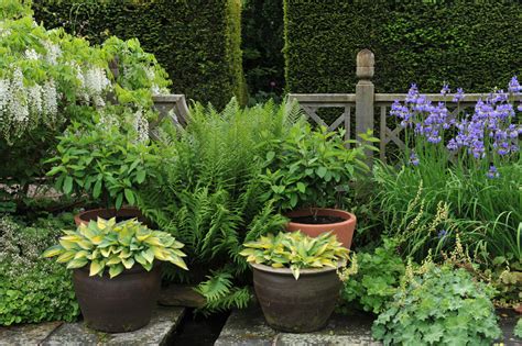 outdoor ferns in pots