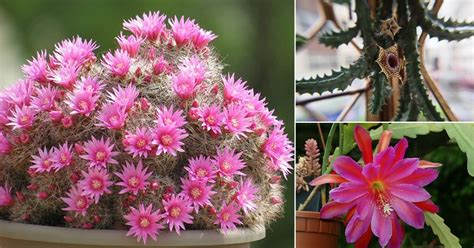 outdoor flowering succulents