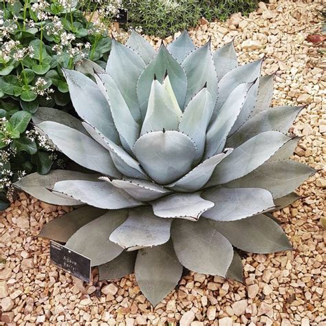 outdoor large succulents