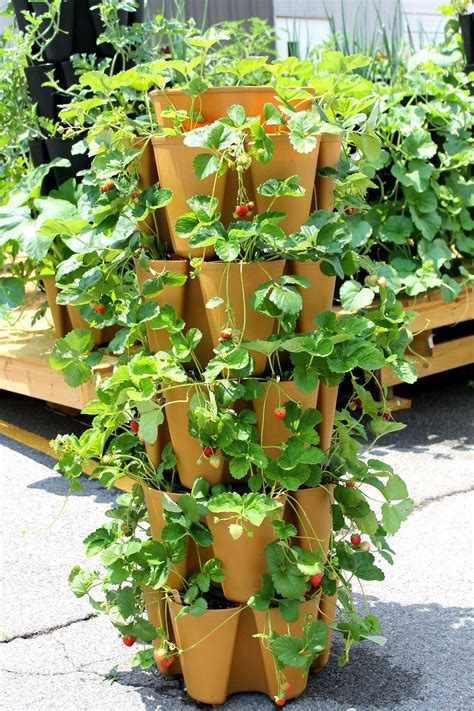 outdoor strawberry planter