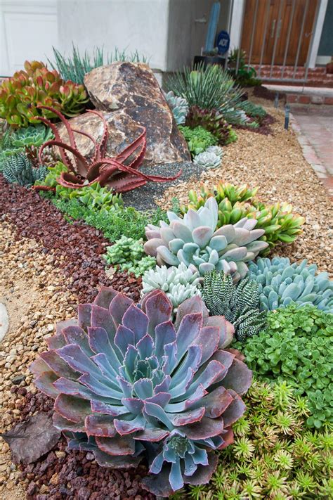 outdoor succulents