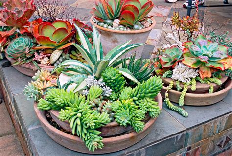 outdoor succulents in pots