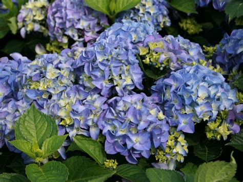 Overview of Early Blue Hydrangea
