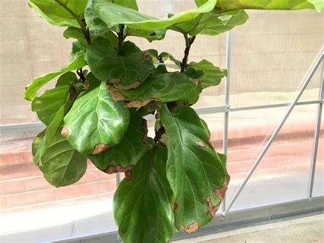 overwatered fiddle leaf fig