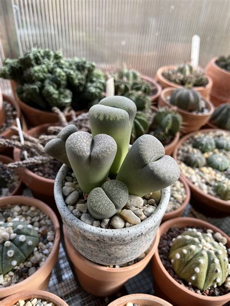 overwatered lithops