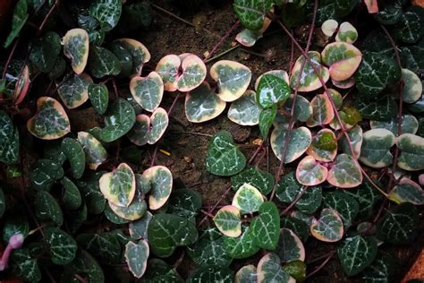 overwatered string of hearts
