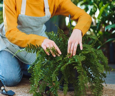 overwintering boston ferns