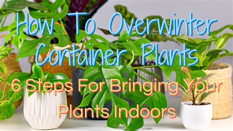 overwintering container plants