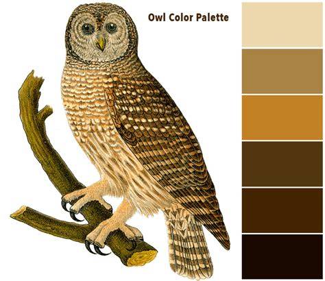 owl colour picture