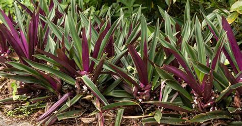 oyster plants florida