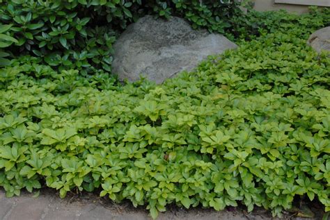 pachysandra terminalis