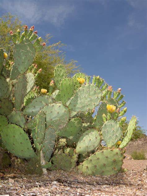 paddle cactus