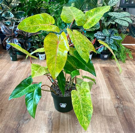 painted lady philodendron