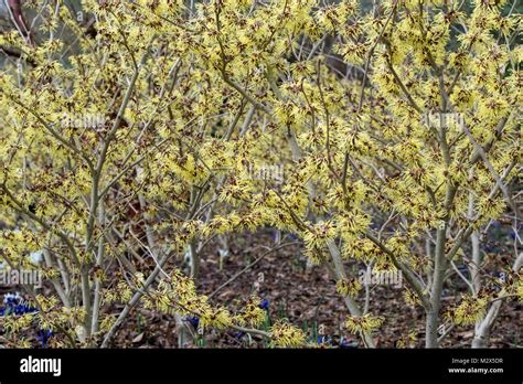 pallida witch hazel