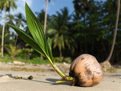 palm tree seed germination