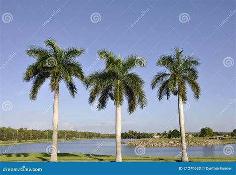 palm tree three trunks