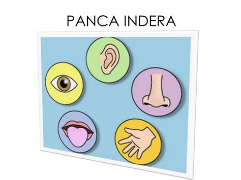 panca indera