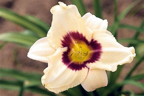 pandora's box daylily