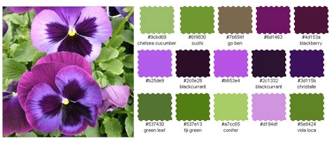 Pansy Color Chart