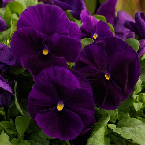 pansy purple