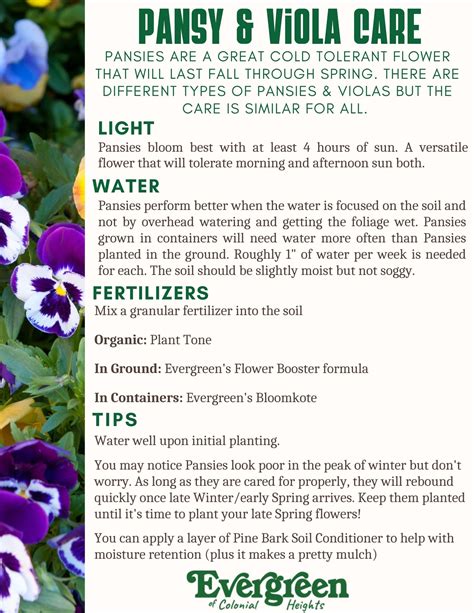 pansy winter care tips