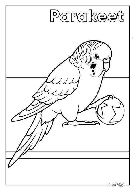 parakeet coloring pages