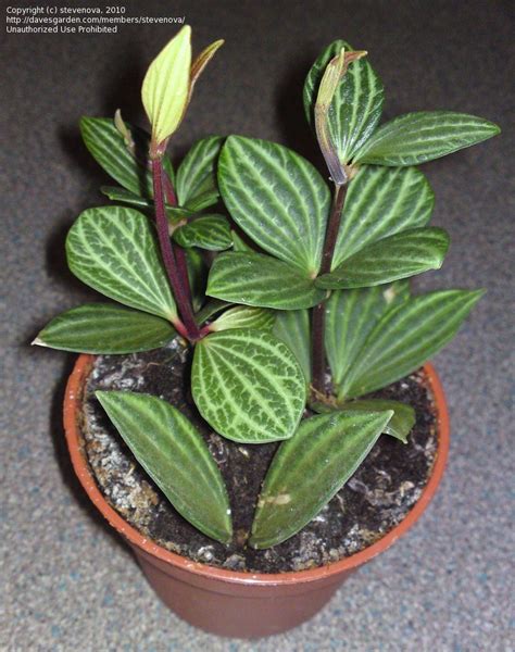 parallel peperomia