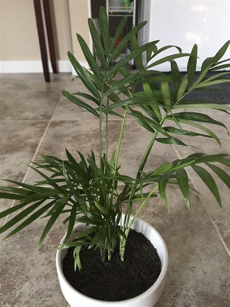 parlor palm companion plants