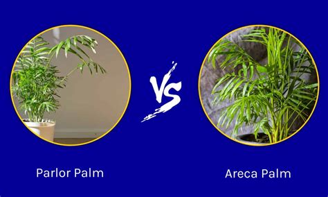 parlor palm vs areca palm
