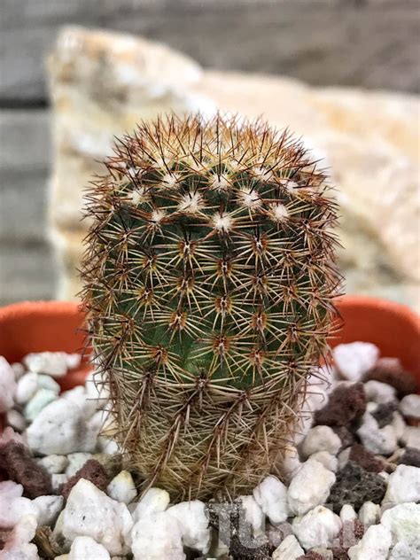 parodia rutilans