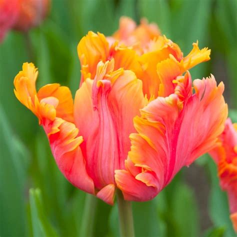 parrot tulip bulbs