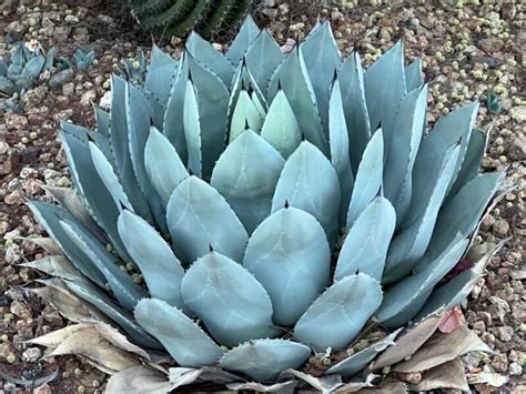parry's agave